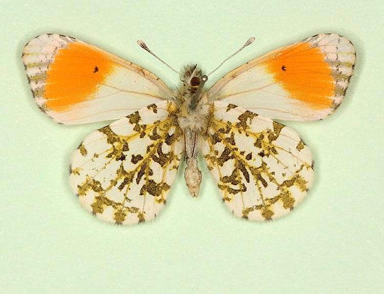 Anthocharis cardamines male (aberrant form very pale nov, verso) (Internet Image property of respective owner, non-commercial use only)